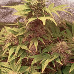 florida-sunrise-auto-fem-7ch-american.jpg