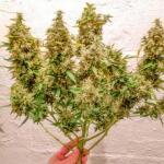 gorilla-4-autoflower-fem-easy-grow-seeds.jpg