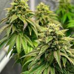 marshmallow-og-fem-compound-genetics.jpg