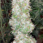 speedy-skunk-auto-fem-Semyanich.jpg