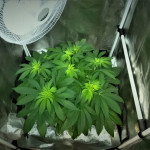 blue-widow-dinafem-seeds.JPG