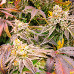 ddos-33-fem-herbies-seeds.jpg