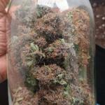 lemon-cherry-cookies-auto-fem-fastbuds.jpg