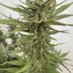 orange-apricot-glue-xl-auto-fem-sweet-seeds.jpg