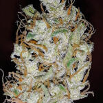 orange-sherbet-auto-fem-fastbuds.jpg