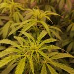 special-tangie-auto-fem-Semyanich.jpg