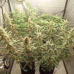 tropicana-cookies-auto-fem-fastbuds.jpg