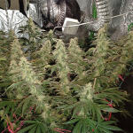blueberry-hill-fem-herbies-seeds.jpg