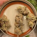 punchberry-cookies-rbx-fem-ethos-genetics.jpg
