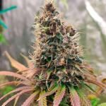 blueberry-hill-fem-herbies-seeds.jpg
