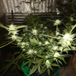 cheese-xxl-autoflowering-dinafem-seeds.jpg
