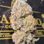 ghost-train-haze-fem-seedkeepers.jpg