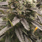 lemon-cherry-gelato-fem-barneys-farm.jpg
