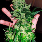 orange-sherbet-auto-fem-fastbuds.jpg
