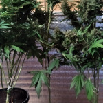 auto-ak-77v-victory-seeds.jpg