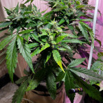 blue-mystic-automatic-blueberry-auto-fem-nirvana-seeds.jpeg