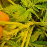 chronic-ryder-auto-fem-doctors-choise.jpg