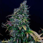 lemon-cherry-cookies-auto-fem-fastbuds.jpg