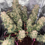 speedy-skunk-auto-fem-Semyanich.jpg