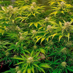 banana-purple-punch-auto-fem-fastbuds.jpg