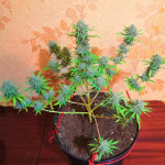 colombian-sweet-vip-seeds.jpg