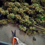 ddos-33-fem-herbies-seeds.jpg