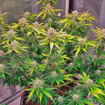 banana-purple-punch-auto-fem-fastbuds.jpg