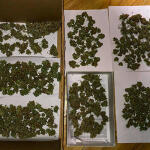 ddos-33-fem-herbies-seeds.jpg