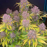 purple-lemonade-auto-fem-fastbuds.jpg