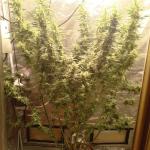 white-widow-fem-Semyanich.jpg