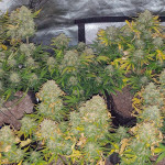 cream-cookies-auto-fem-fastbuds.jpg