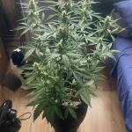 sour-jealousy-auto-fem-fastbuds.jpeg
