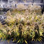 whiskey-zulu-auto-fem-7ch-american.jpg