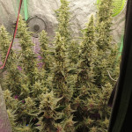 zkittlez-auto-fem-cali-buds-seeds.jpg