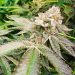 ddos-33-fem-herbies-seeds.jpg