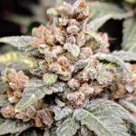 frostbanger-auto-f3-fem-fastbuds.jpg