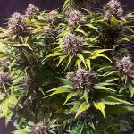 purple-lemonade-auto-fem-fastbuds.jpg