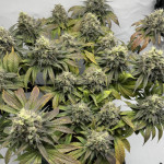 purple-punch-x-lemon-drizzle-fem-barneys-farm.jpg