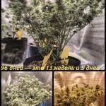 special-tangie-auto-fem-Semyanich.jpg