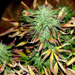 tropicana-cookies-auto-fem-fastbuds.jpg