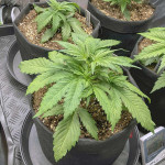 wedding-cheesecake-auto-fem-fastbuds.jpeg