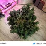 whiskey-zulu-auto-fem-7ch-american.jpg