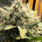 purple-lemonade-auto-fem-fastbuds.jpg