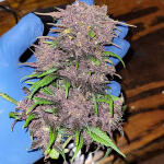 purple-lemonade-auto-fem-fastbuds.jpg