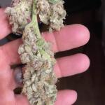purple-punch-fem-barneys-farm.jpg