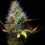 blue-dreammatic-auto-fastbuds.jpeg