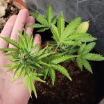 cbd-green-crack-auto-fem-Semyanich.jpg