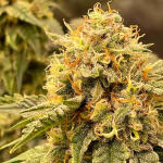 mint-jelly-auto-fem-humboldt-seed-company.jpg