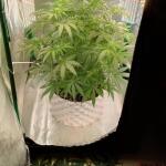 miracle-alien-cookies-mac-fem-7ch-american.jpg