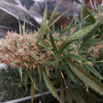 purple-punch-cookies-fem-original-sensible-seeds.jpg
